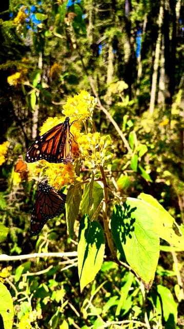 Mexico City: Monarch Butterfly Sanctuary Day Tour - The guides make a real difference