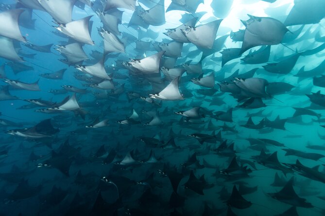 Mobulas and Cetaceans Day Trip - Key points to know before booking