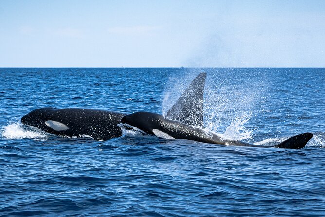 Mobulas and Cetaceans Day Trip - Setting out from Playa Central in La Ventana