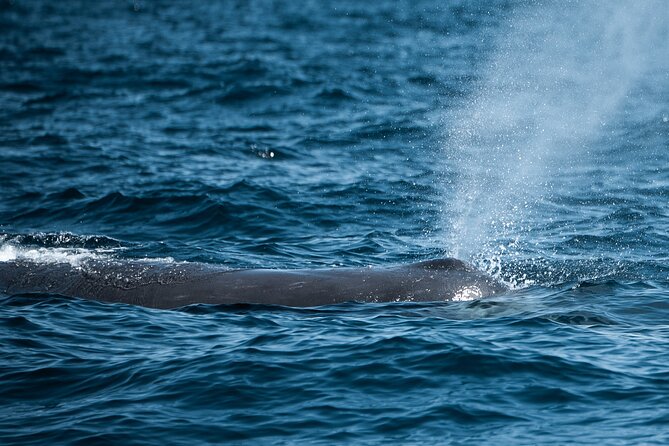 Mobulas and Cetaceans Day Trip - Looking for dolphins, whales, sea lions, and sharks