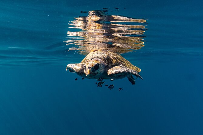 Mobulas and Cetaceans Day Trip - Getting into the water with the right equipment