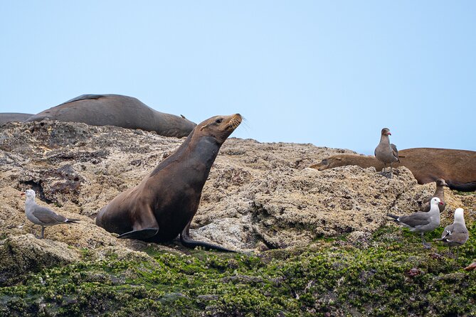 Mobulas and Cetaceans Day Trip - A five-hour day with lunch on board
