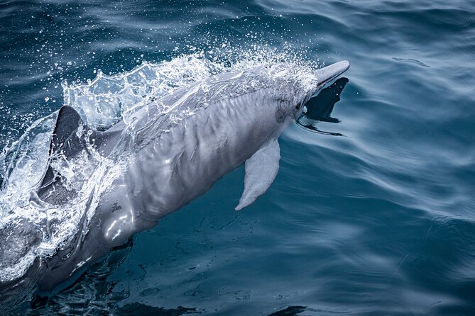 Mobulas and Cetaceans Day Trip - What the $270 price really buys you