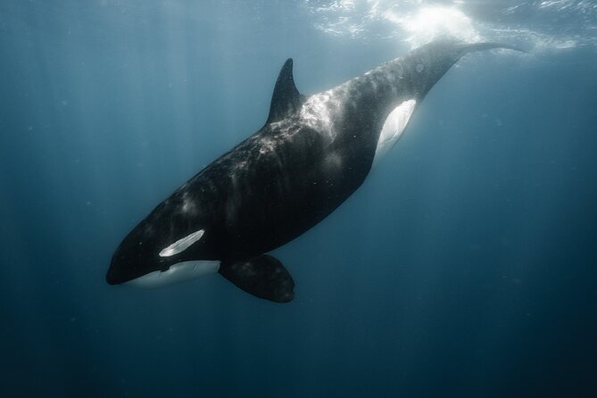 Mobulas and Cetaceans Day Trip - The crew’s approach to animal welfare