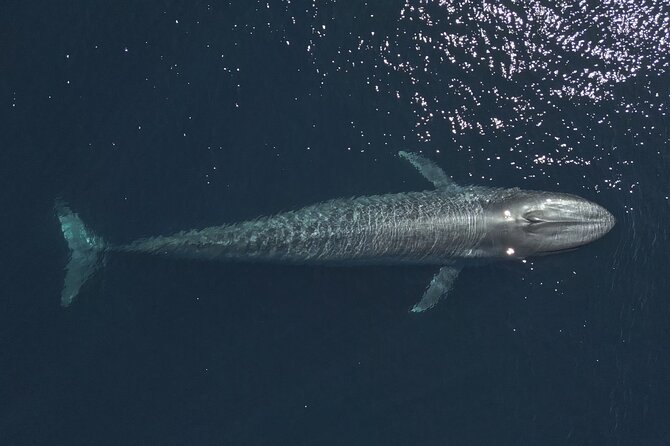 Mobulas and Cetaceans Day Trip - Searching the Sea of Cortez for mobulas
