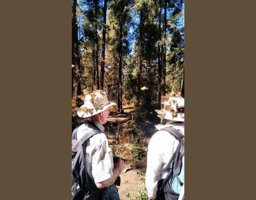 Monarch Butterfly - Key points to know before you book