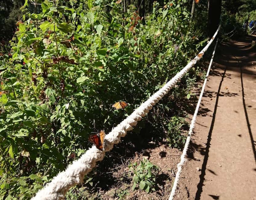 Monarch Butterfly - Meeting in Morelia and starting early