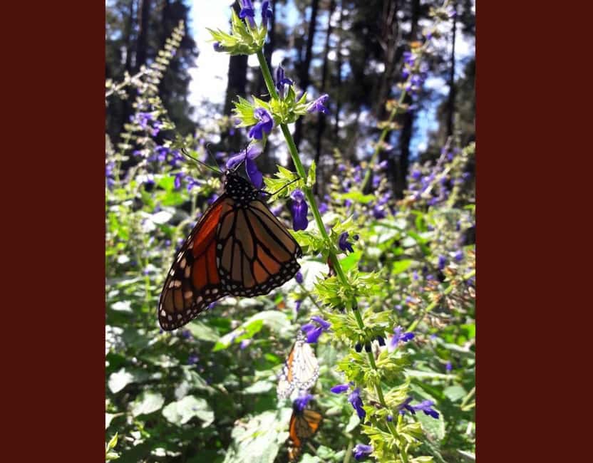 Monarch Butterfly - Horses, cash, and the return to the entrance