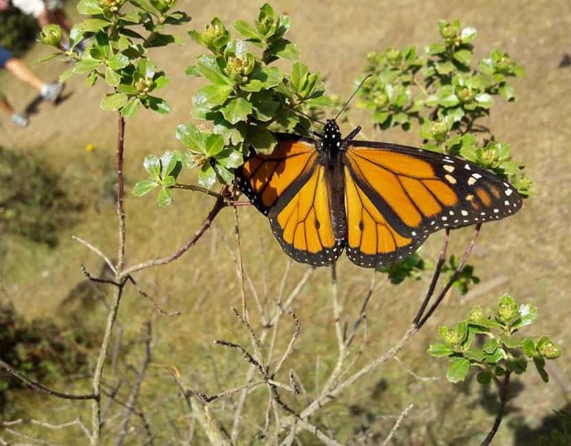 Monarch Butterfly - What the $116 price really covers