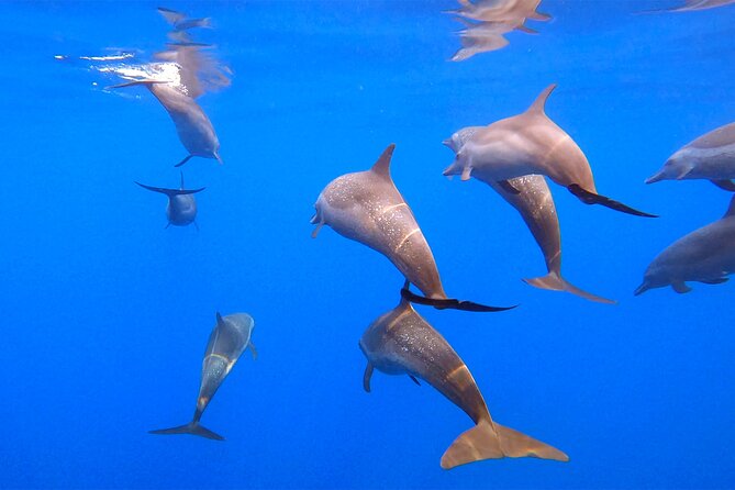 Ocean Eco Adventure with Marine Biologist Guides - Searching offshore for whales, turtles and dolphins