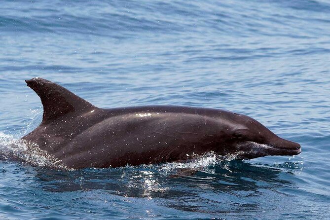 Ocean Eco Adventure with Marine Biologist Guides - The guide’s approach to marine life