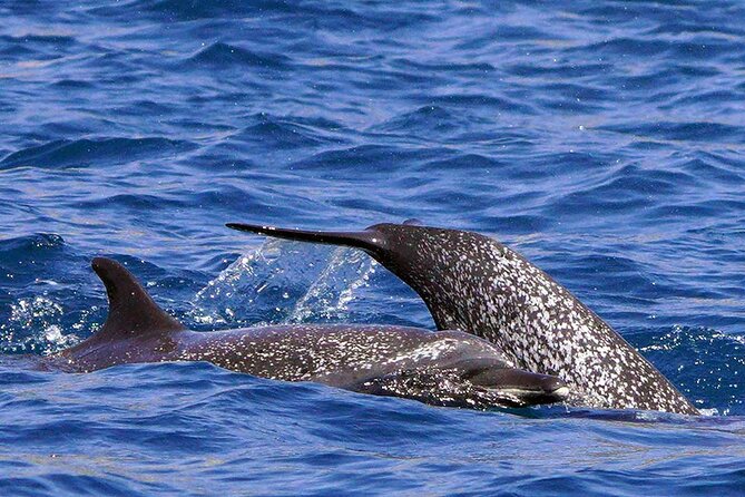 Ocean Eco Adventure with Marine Biologist Guides - Cruising the seven bays of Huatulco National Park