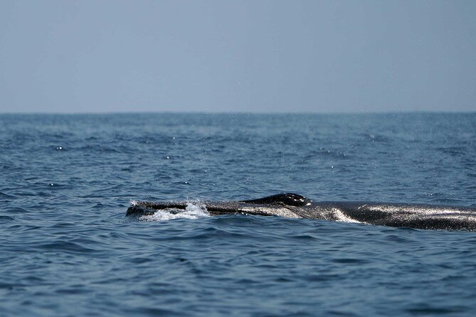 Ocean Eco Adventure with Marine Biologist Guides - Rough water is the main drawback