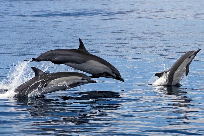 Ocean Eco Adventure with Marine Biologist Guides - What is included, and what you pay separately