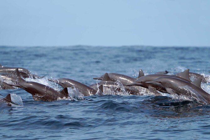 Ocean Eco Adventure with Marine Biologist Guides - Leaving Chahué Marina at 11 a.m.