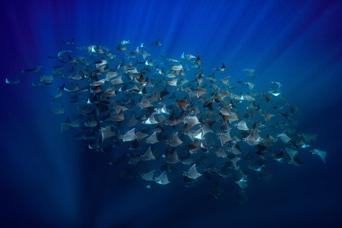 Ocean Safari: Sea Lions, Mobula Rays, Dolphins, Orcas & Whales - Key points about this La Ventana ocean safari
