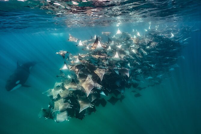Ocean Safari: Sea Lions, Mobula Rays, Dolphins, Orcas & Whales - Searching the Sea of Cortez from La Ventana