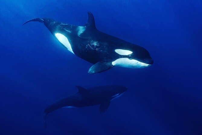 Ocean Safari: Sea Lions, Mobula Rays, Dolphins, Orcas & Whales - Dolphins, whales, and the possibility of orcas