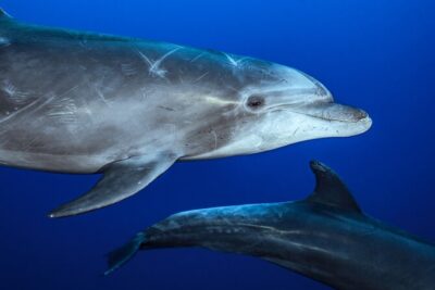 Ocean Safari: Sea Lions, Mobula Rays, Dolphins, Orcas & Whales