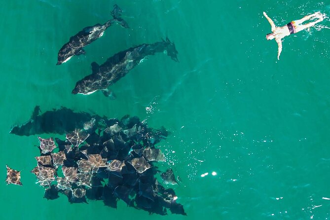 Ocean Safari: Sea Lions, Mobula Rays, Dolphins, Orcas & Whales - What the $179.22 price buys you