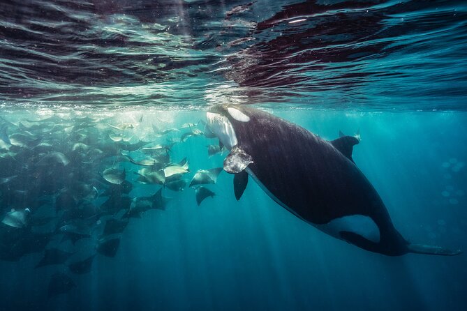 Ocean Safari: Sea Lions, Mobula Rays, Dolphins, Orcas & Whales - Safety, swimming, and responsible wildlife watching