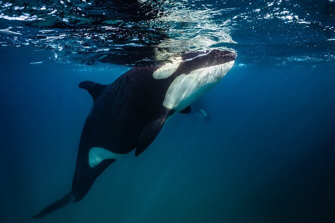 Ocean Safari: Sea Lions, Mobula Rays, Dolphins, Orcas & Whales - Planning your morning in La Ventana