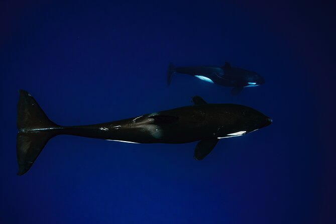 Ocean Safari: Sea Lions, Mobula Rays, Dolphins, Orcas & Whales - Who should book this experience