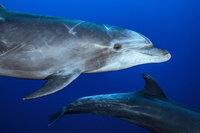Ocean Safari: Sea Lions, Mobula Rays, Dolphins, Orcas & Whales - Mobula rays and the best chance to get in the water