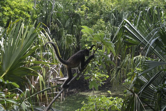 One Day Tour to Chacchoben Mayan City and Bacalar Lagoon with a Certified Guide - Should you book the Chacchoben and Bacalar combination?