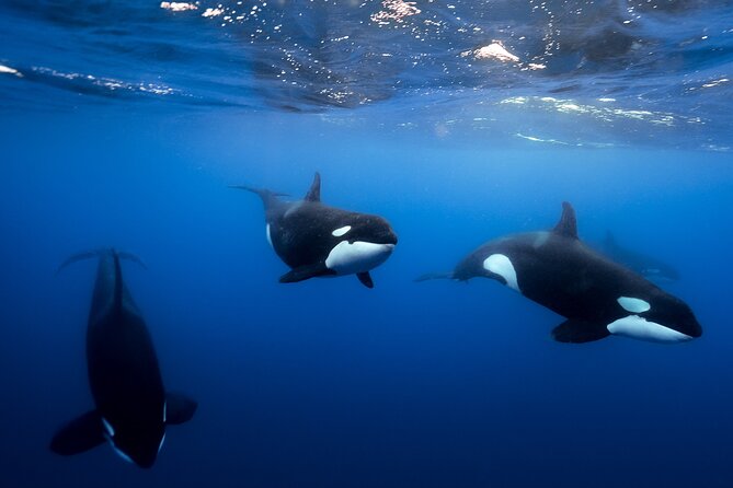 Open Ocean Safari and Whale Watching - Why this Cabo safari feels different from a standard boat trip