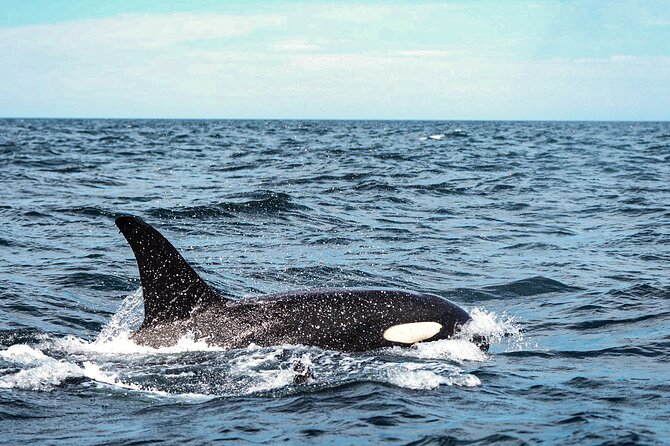 Open Ocean Safari and Whale Watching - Pelican Rock and the first chance to snorkel