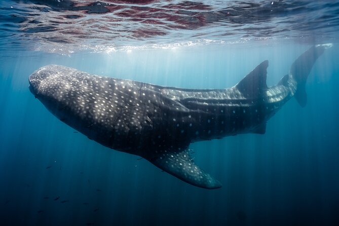 Open Ocean Safari and Whale Watching - Searching the Sea of Cortez for wildlife