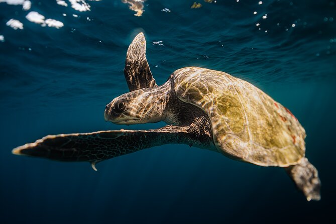 Open Ocean Safari and Whale Watching - What the photo and video package is worth