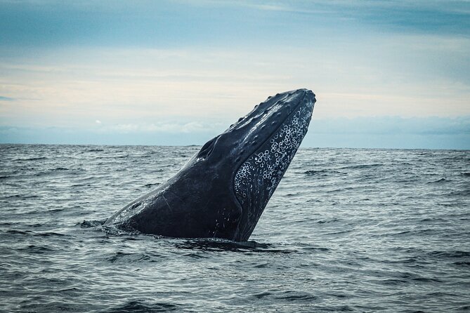 Open Ocean Safari and Whale Watching - Who will get the most from this $215 experience