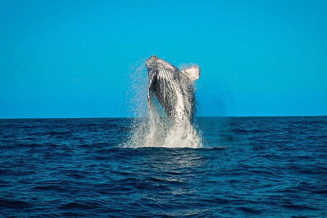 Open Ocean Safari and Whale Watching - Timing, weather, and the practical fine print
