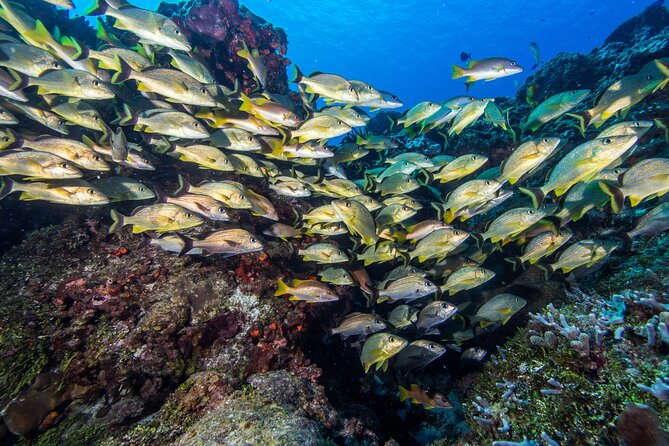PADI Discover Scuba Diving Program in the Riviera Maya - Pickup from Playa del Carmen and nearby resorts