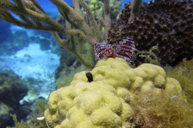 PADI Discover Scuba Diving Program in the Riviera Maya - Who should book this experience?