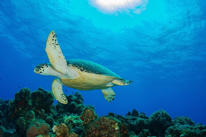 PADI Discover Scuba Diving Program in the Riviera Maya - Heading out for one reef outing