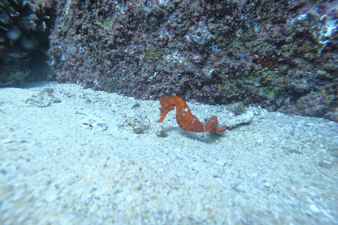 Private Dive Boat for Certified Divers - Cabo San Lucas - What the underwater photo service really includes