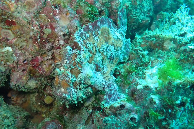 Private Dive Boat for Certified Divers - Cabo San Lucas - Equipment costs and the real price