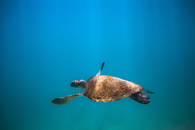 Private Dive Boat for Certified Divers - Cabo San Lucas - Meeting at Plaza Nautica