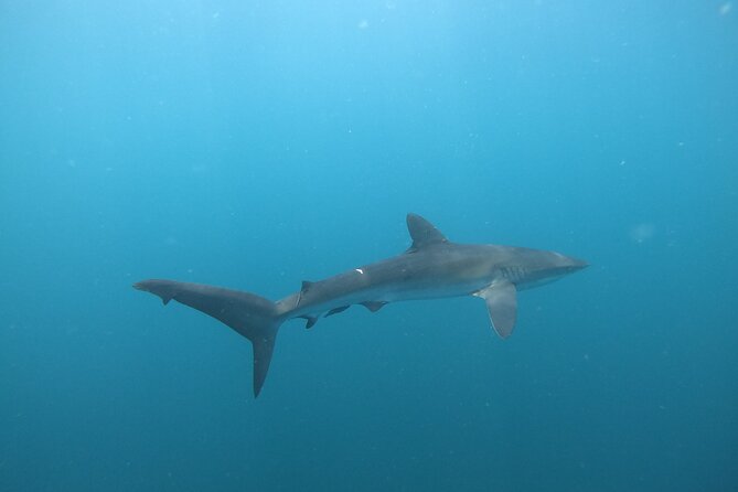 Private Dive Boat for Certified Divers - Cabo San Lucas - Choosing two sites in Cabo’s marine reserve