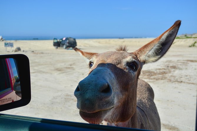 Private Jeep Tour Cabo Pulmo - The private Jeep changes the pace
