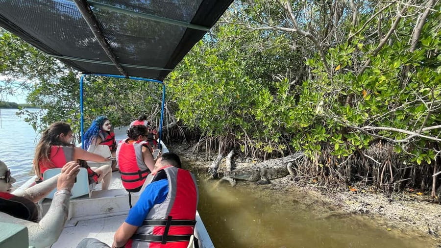 Private Ría Lagartos Boat Tour: Flamingos & Crocodiles - Crocodiles, birds, and the guide’s sharp eyes