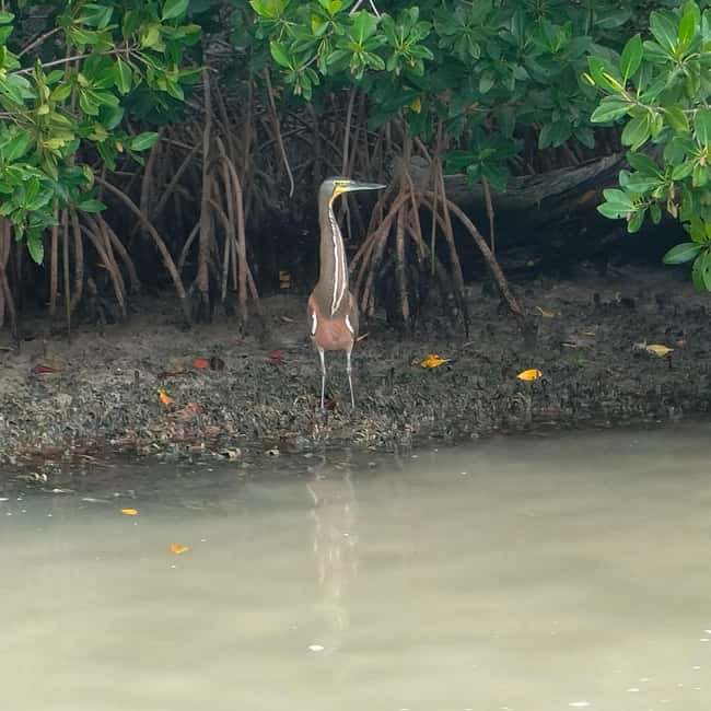 Private Ría Lagartos Boat Tour: Flamingos & Crocodiles - Is $75 per person good value?