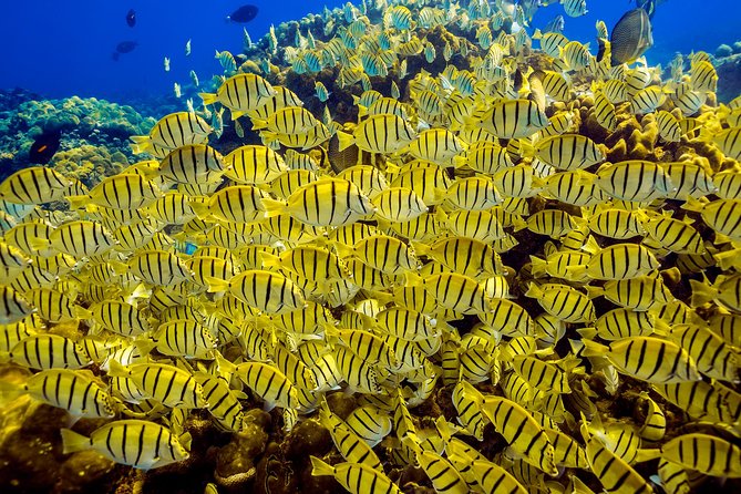 Private Snorkeling Tour in Cabo San Lucas - Why the private format matters