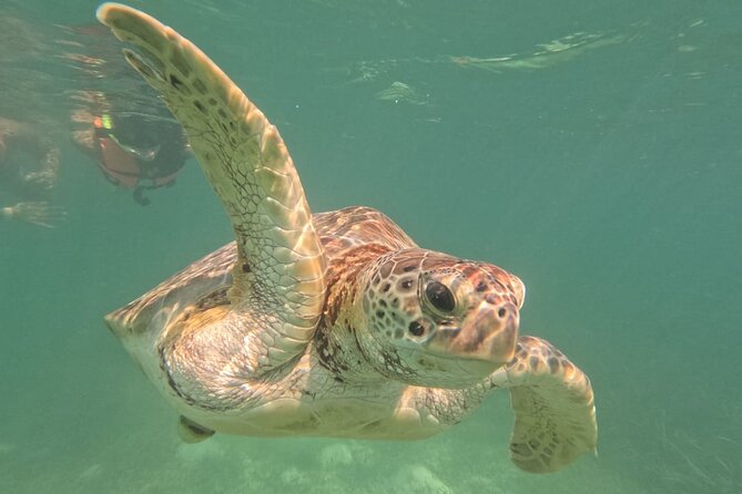 Private Snorkeling with Sea Turtles in Akumal Beach - What you may see beneath the surface