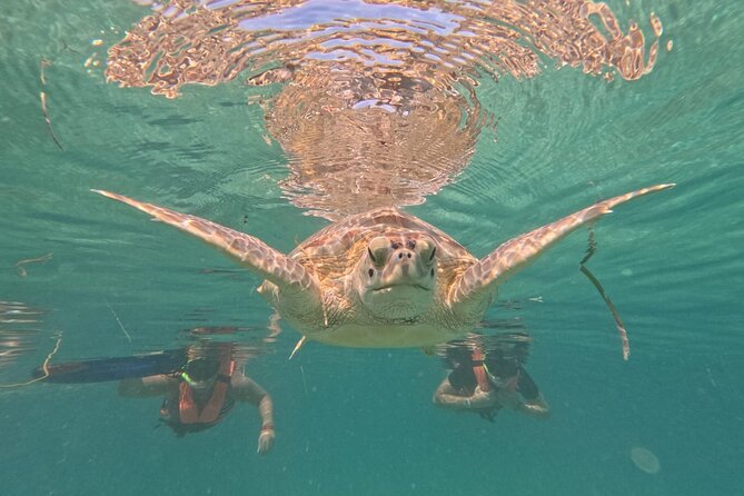 Private Snorkeling with Sea Turtles in Akumal Beach - Is the $65.57 price good value?
