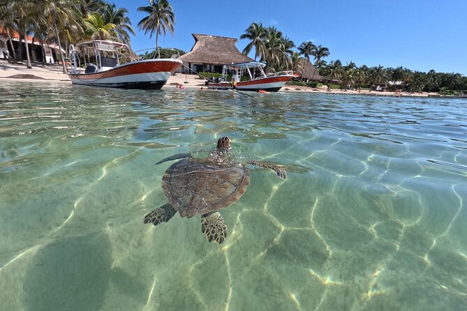 Private Snorkeling with Sea Turtles in Akumal Beach - Who will enjoy this most