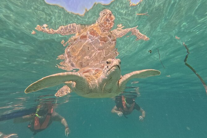 Private Snorkeling with Sea Turtles in Akumal Beach - Small details that make the morning easier